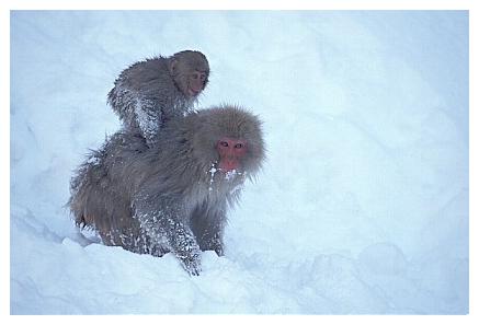 ../Images/snowmonkey25.jpg