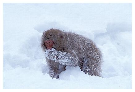 ../Images/snowmonkey26.jpg