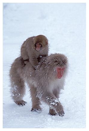 ../Images/snowmonkey29.jpg