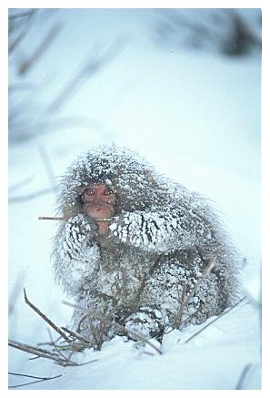 ../Images/snowmonkey34.jpg