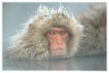 Thumbs/tn_snowmonkey13.jpg