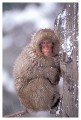 Thumbs/tn_snowmonkey15.jpg