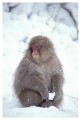 Thumbs/tn_snowmonkey19.jpg