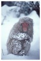 Thumbs/tn_snowmonkey35.jpg